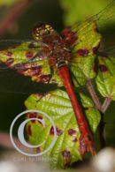 Common Darter Dragonfly